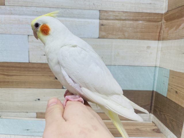 オカメインコ