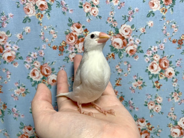 シナモン文鳥