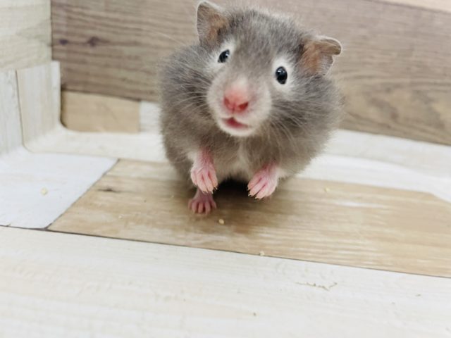 ゴールデンハムスター