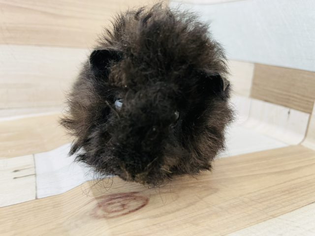 テッセルモルモット