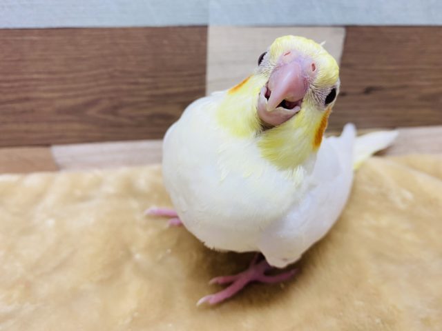 オカメインコ