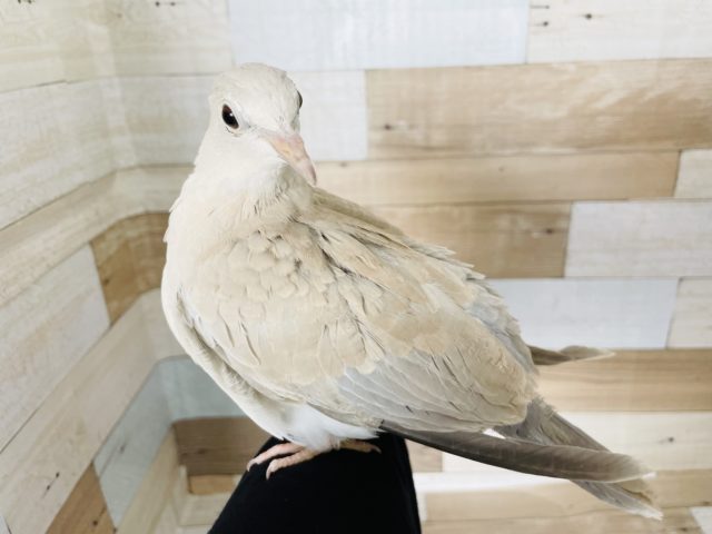 ジュズカケバト