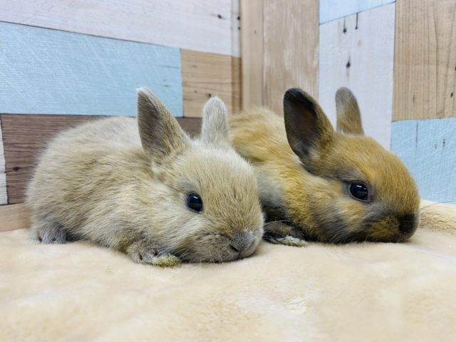 ネザーランドドワーフ