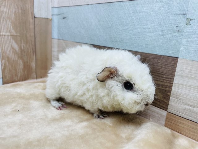 テッセルモルモット