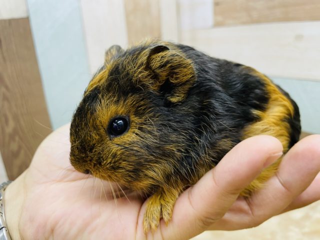 テッセルモルモット