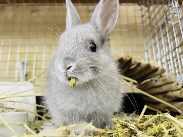 ネザーランドドワーフ