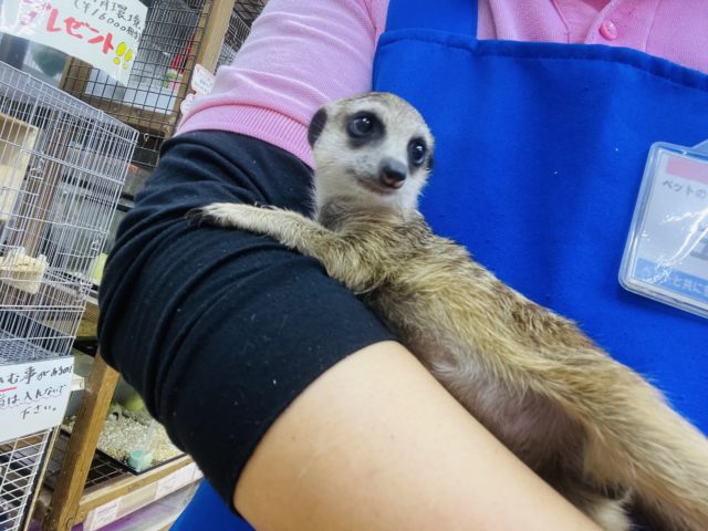 ミーアキャット