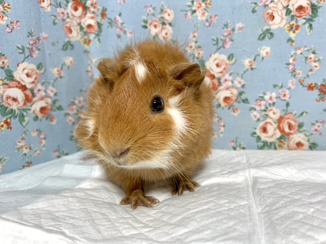 アビシニアンモルモット