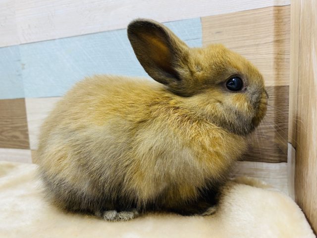 ネザーランドドワーフ