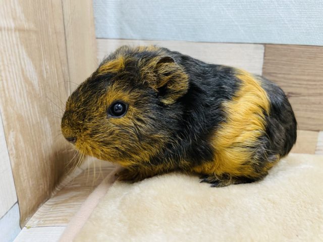 テッセルモルモット