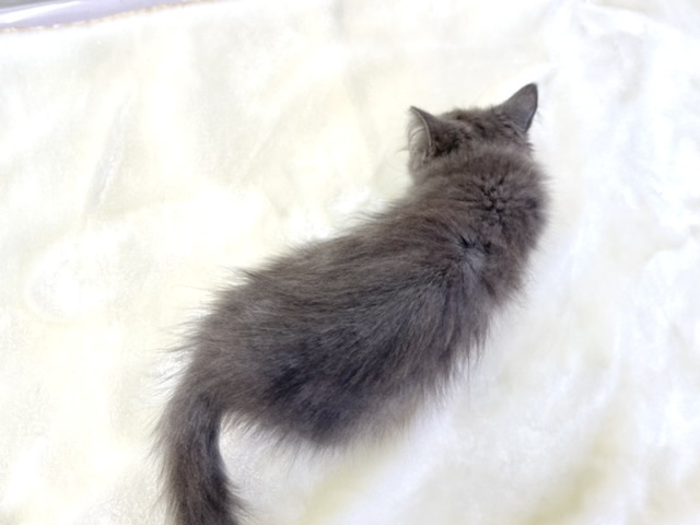 スコティッシュフォールド