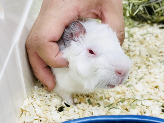 アビシニアンモルモット