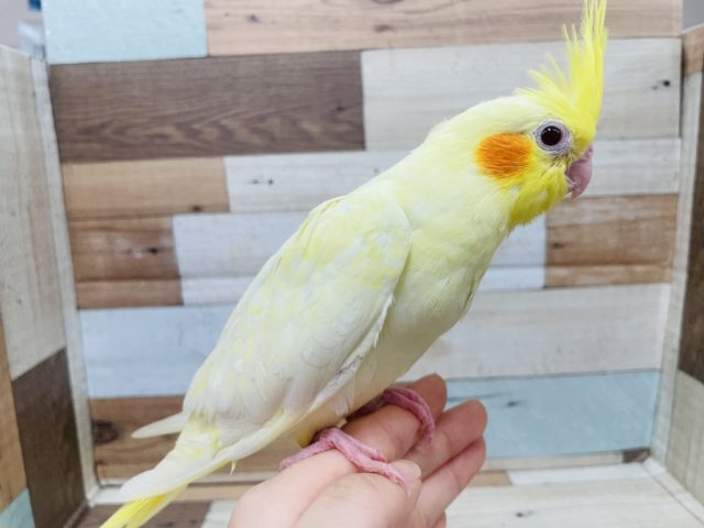 オカメインコ