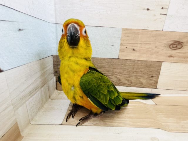 コガネメキシコインコ