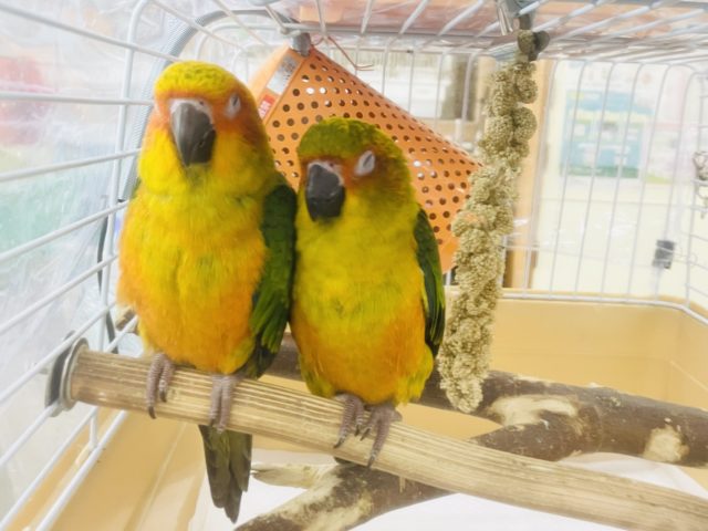 コガネメキシコインコ