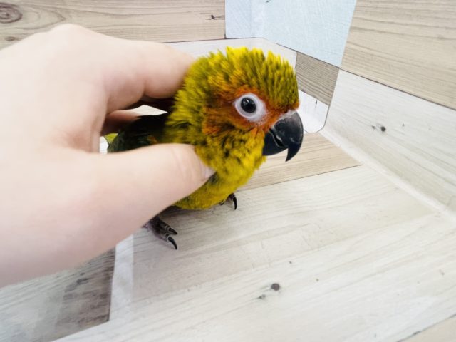 後退りするけど甘えん坊♥️コガネメキシコインコヒナ! コガネメキシコインコ