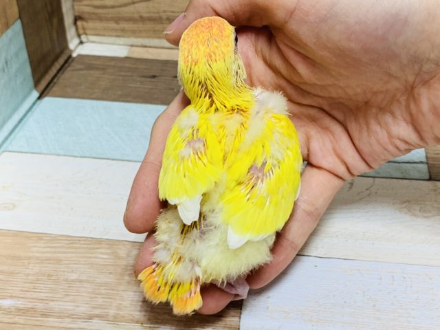 コザクラインコ（小桜インコ）