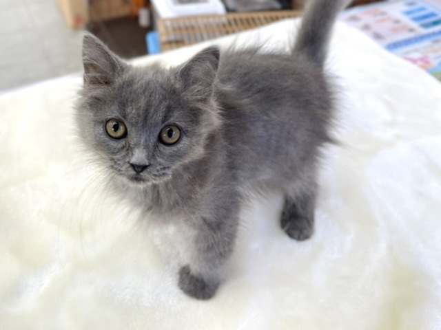 スコティッシュフォールド