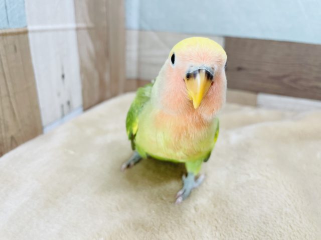 コザクラインコ（小桜インコ）
