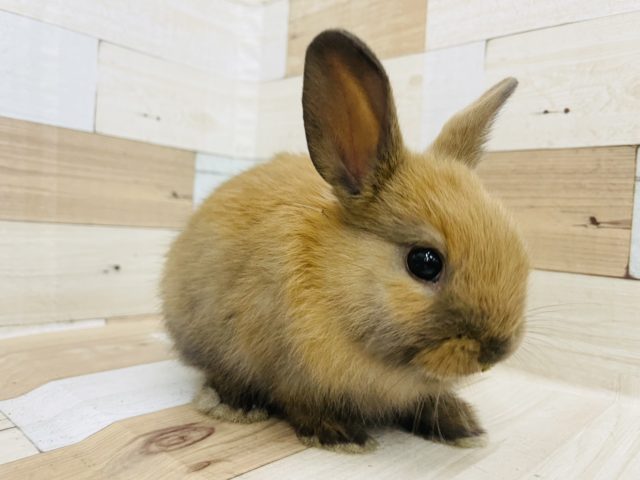 ネザーランドドワーフ