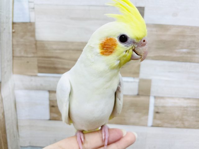 オカメインコ