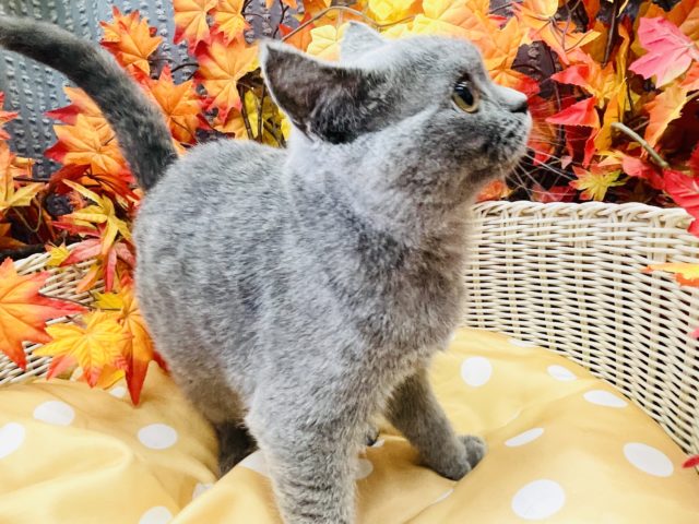 ブリティッシュショートヘア