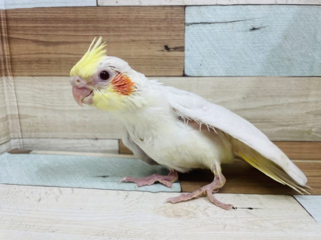 オカメインコ