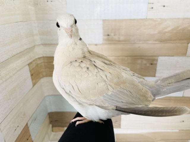 ジュズカケバト