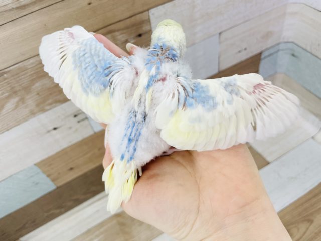 セキセイインコ