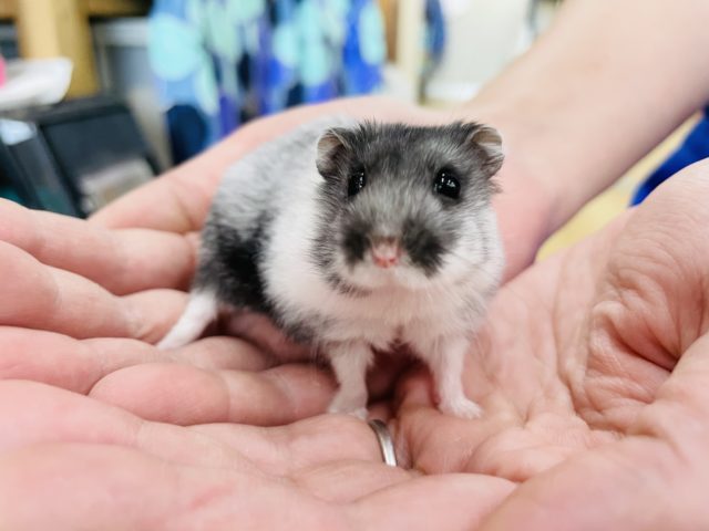 ドワーフハムスターの1種