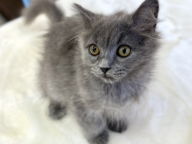 スコティッシュフォールド