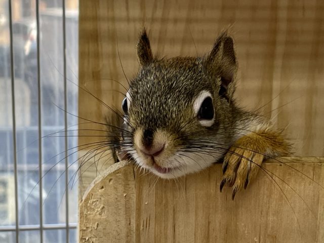 アメリカアカリス