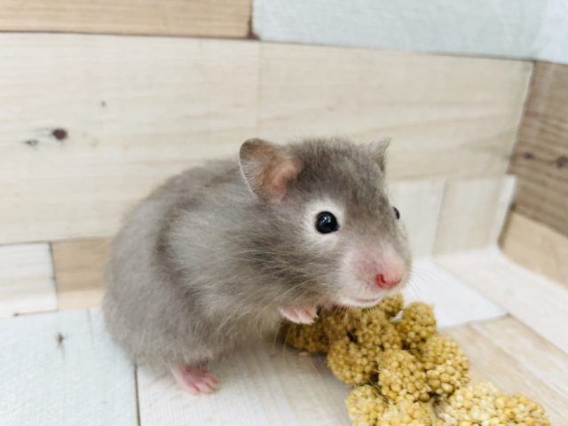 ゴールデンハムスター