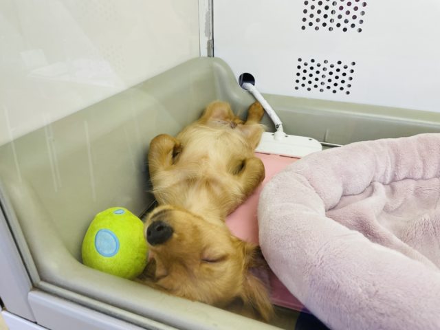 ミニチュアダックス