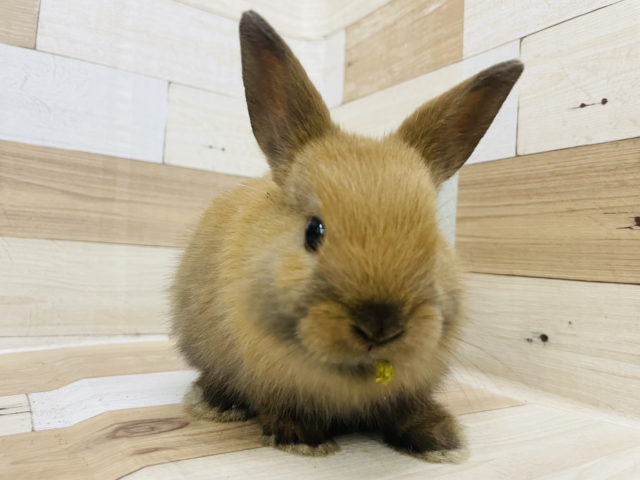 ネザーランドドワーフ