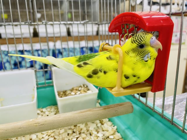 セキセイインコ