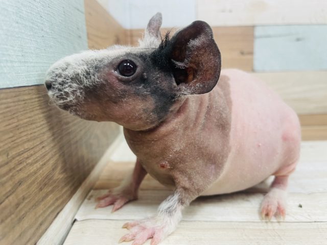 スキニーギニアピッグ