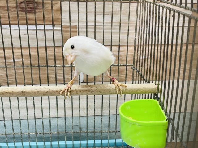 鳴ローラーカナリア（ナキローラーカナリア）