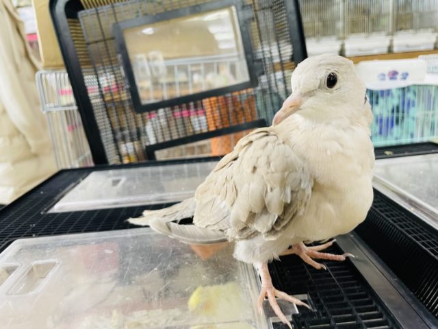 ジュズカケバト