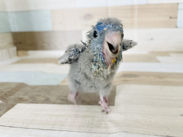 サザナミインコ