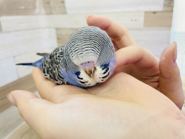 ジャンボセキセイインコ