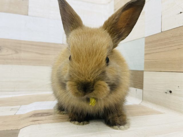 ネザーランドドワーフ