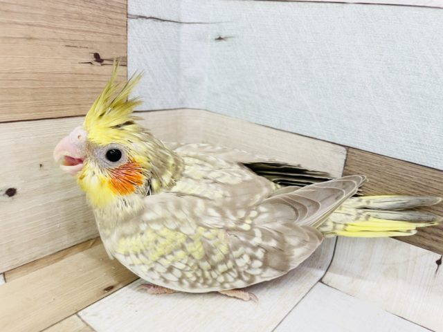 オカメインコ