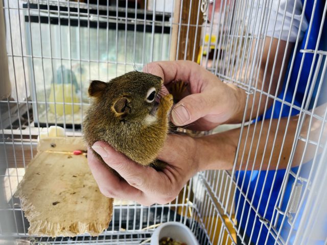 アメリカアカリス