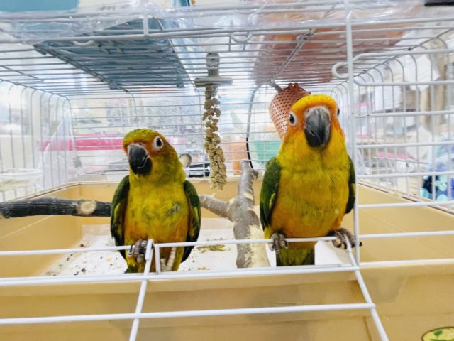 後退りするけど甘えん坊♥️コガネメキシコインコヒナ! コガネメキシコインコ