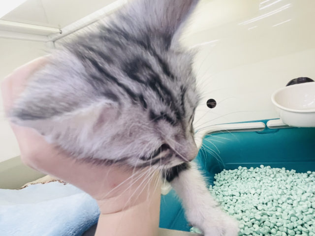 アメリカンショートヘア