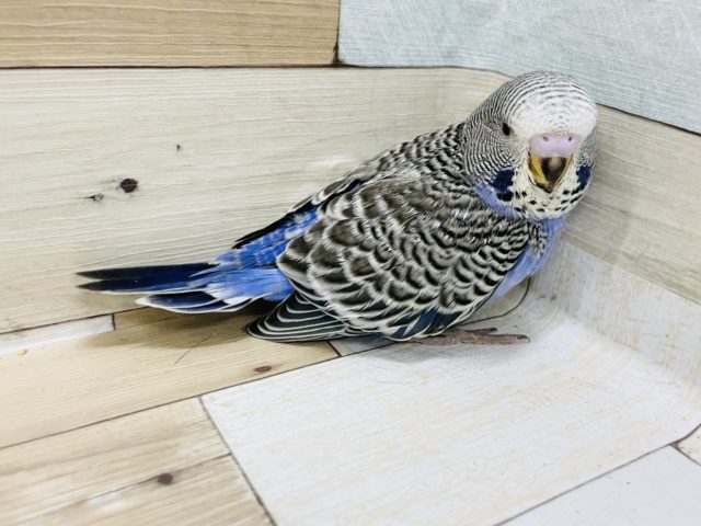 ジャンボセキセイインコ