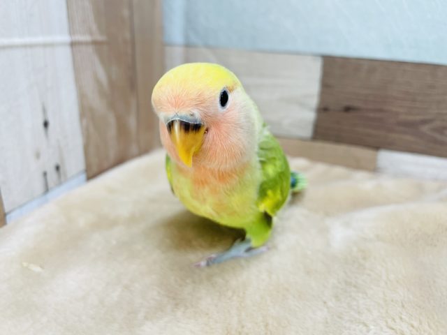 コザクラインコ（小桜インコ）