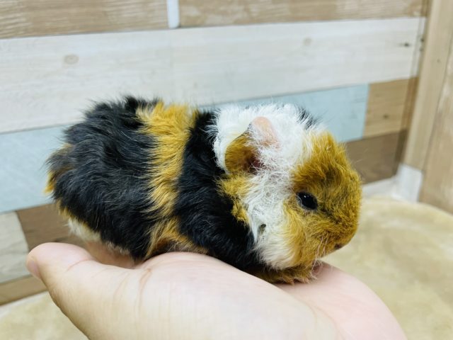 テッセルモルモット