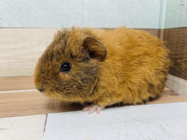 テディモルモット